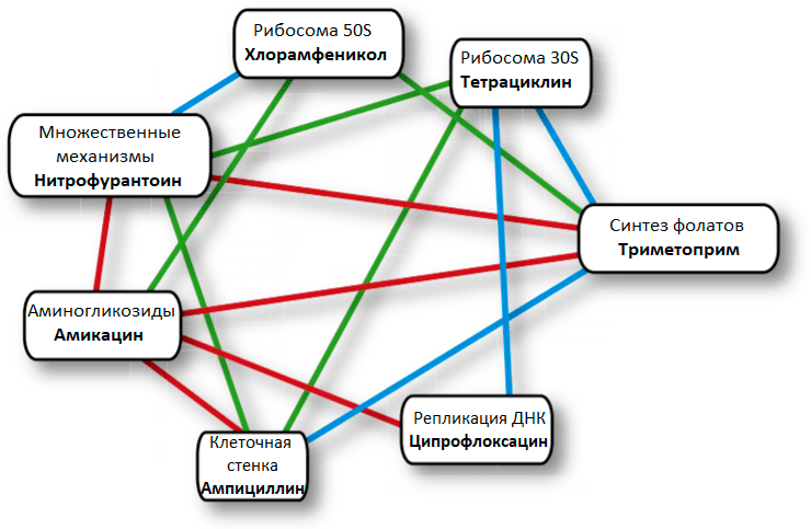 Пример антибиотической сети взаимодействий для E. coli