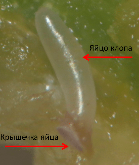 Яйцо клопа Nabis pseudoferus