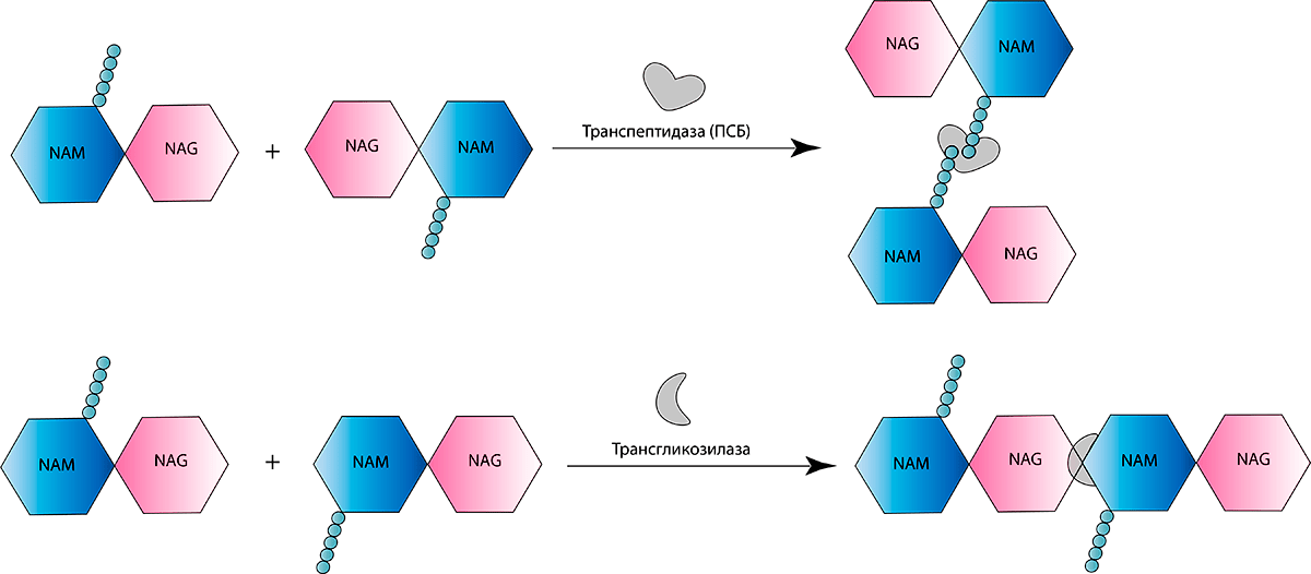 Схема синтеза пептидогликана