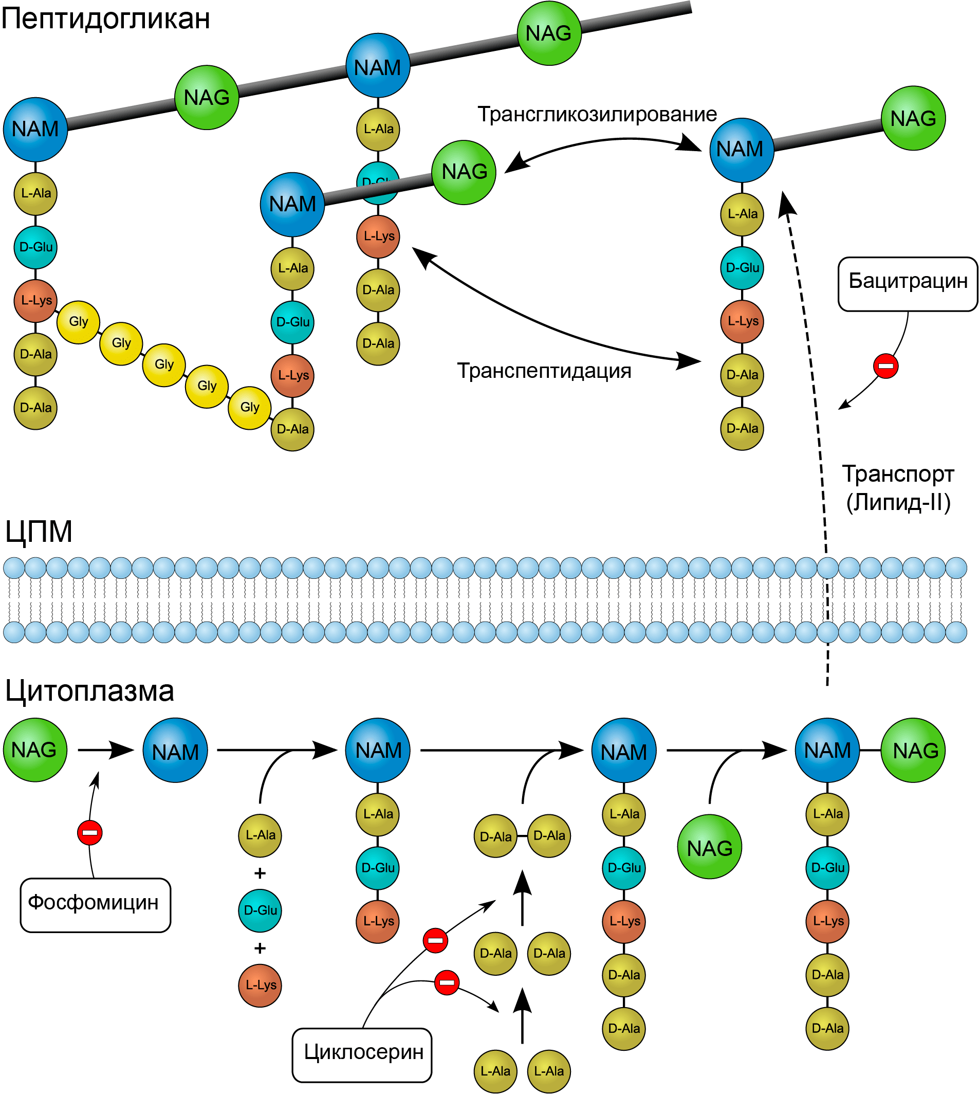 Механизмы действия циклосерина, фосфомицина и бацитрацина