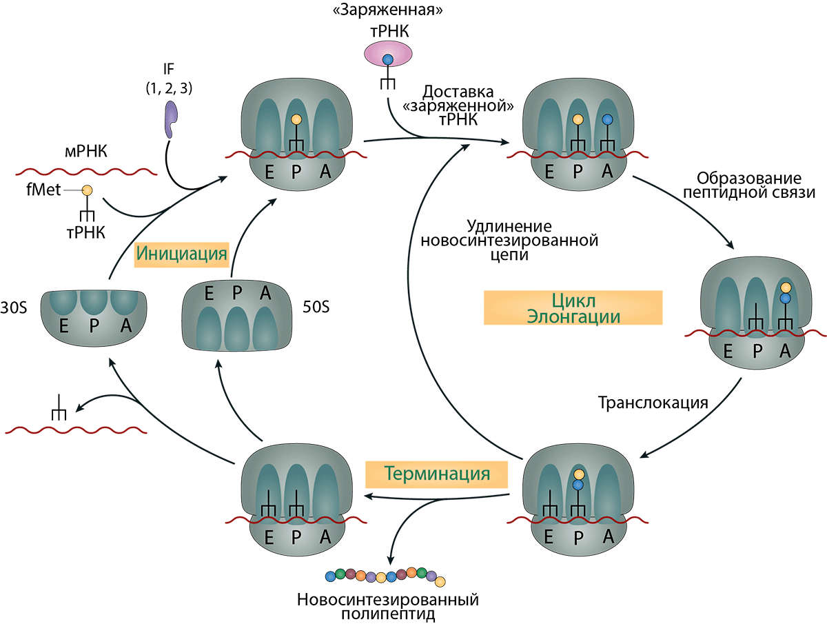Синтез белка (трансляция) у бактерий