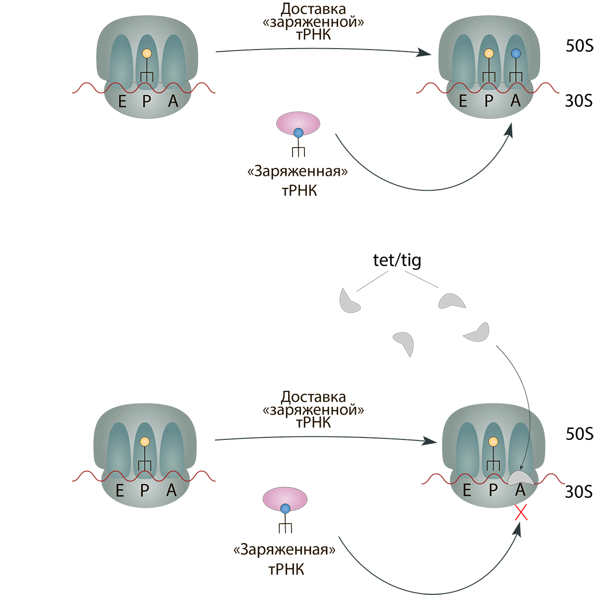 Механизм действия тетрациклинов и тигециклина
