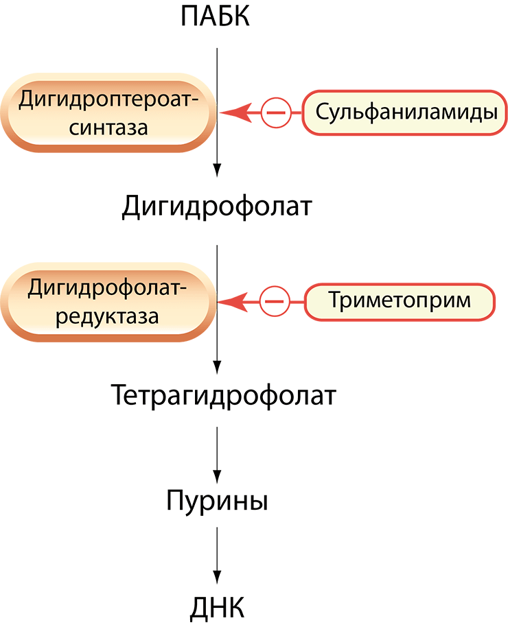 Схема бактериостатического действия сульфаниламидов и триметоприма
