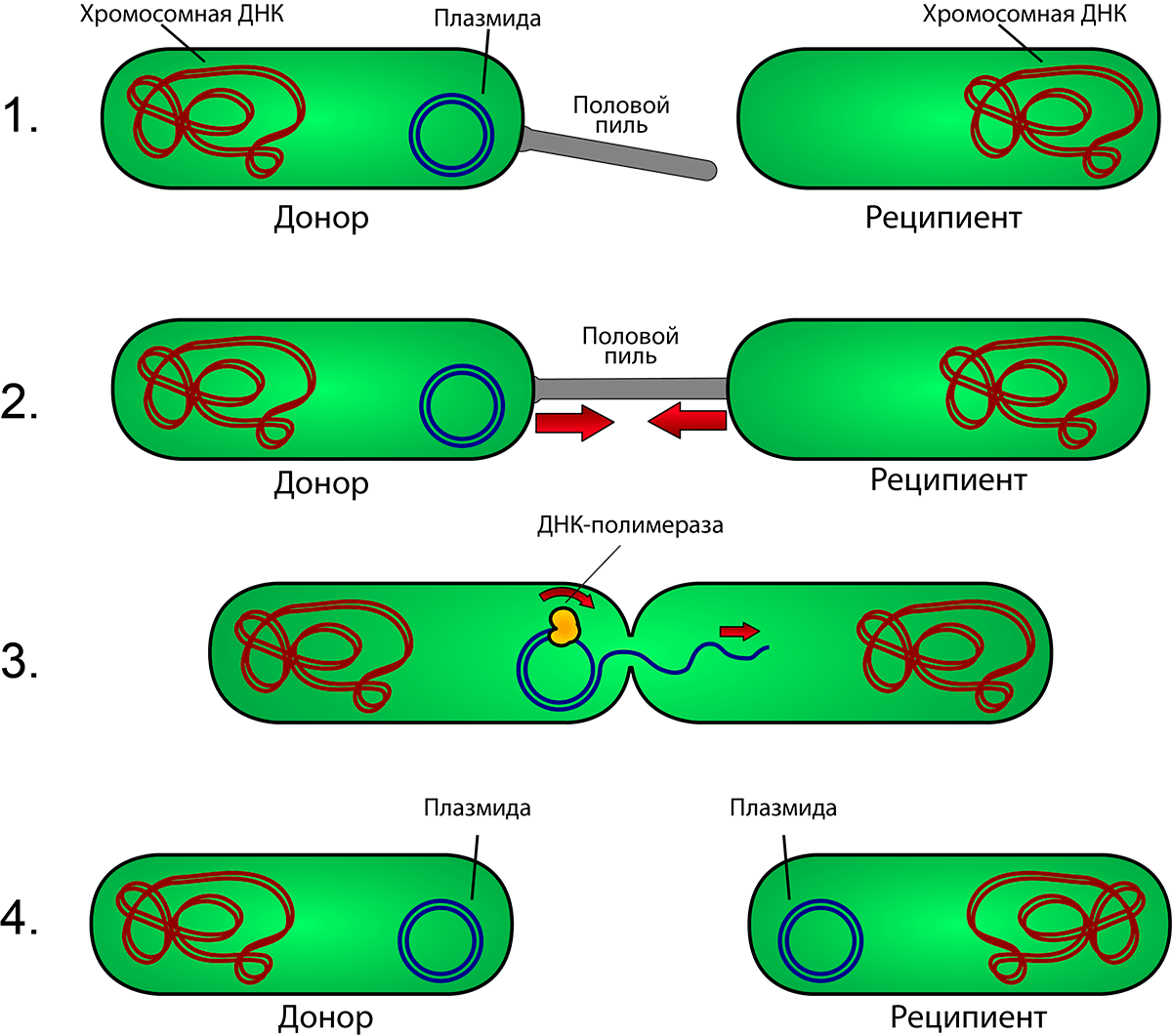 Схематическое изображение конъюгации у бактерий