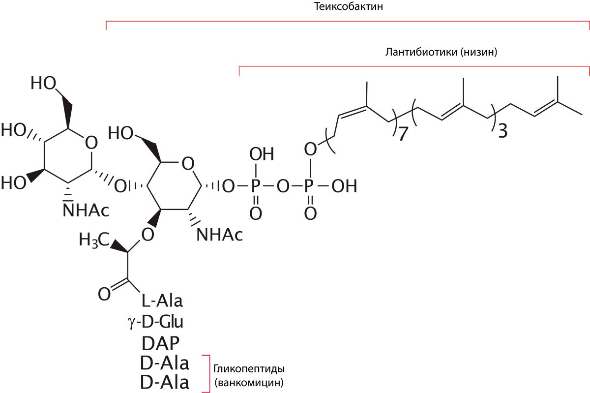 Точки приложения различных препаратов, влияющих на молекулу липида-II