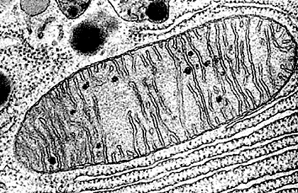 Митохондрия под электронным микроскопом