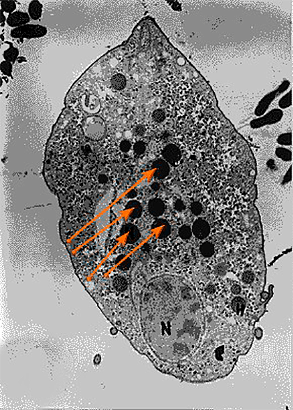 Клетка трихомонады с гидрогеносомами