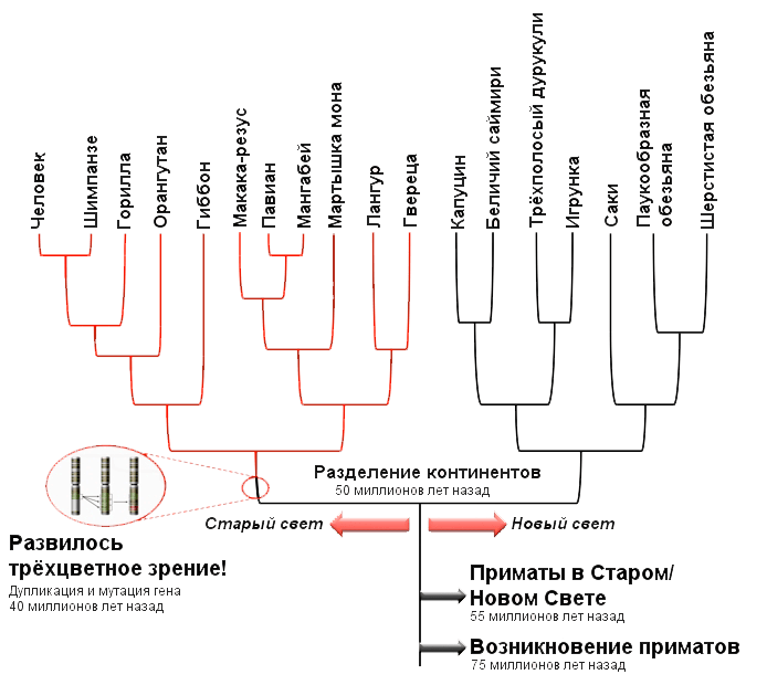 Пример филогенетического дерева для опсинов