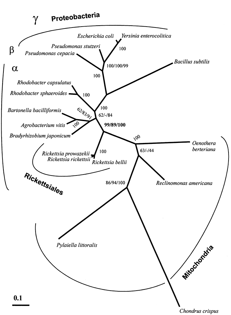 Пример филогенетического дерева для митохондрий