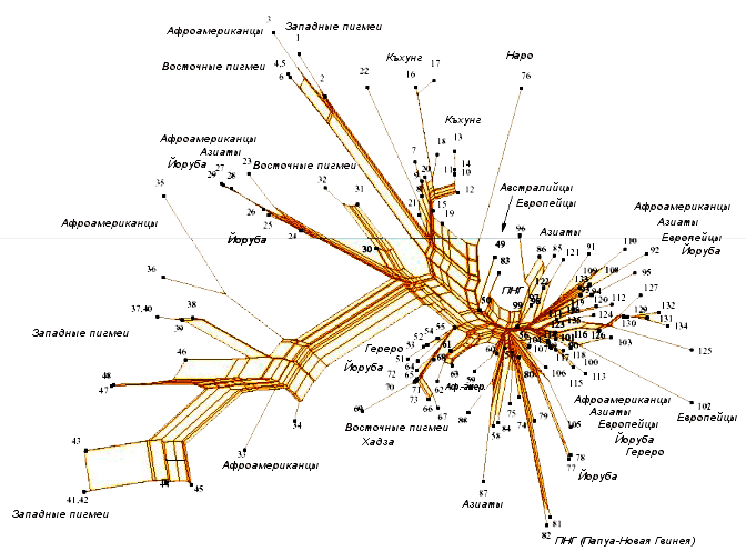 Филогенетическая сеть