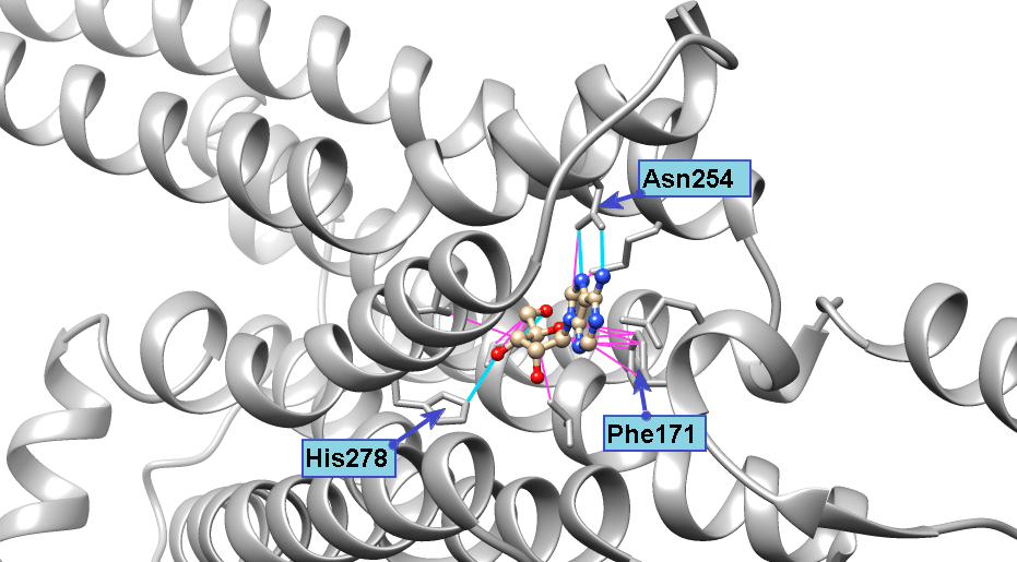 Аденозин связывается с рецептором A1