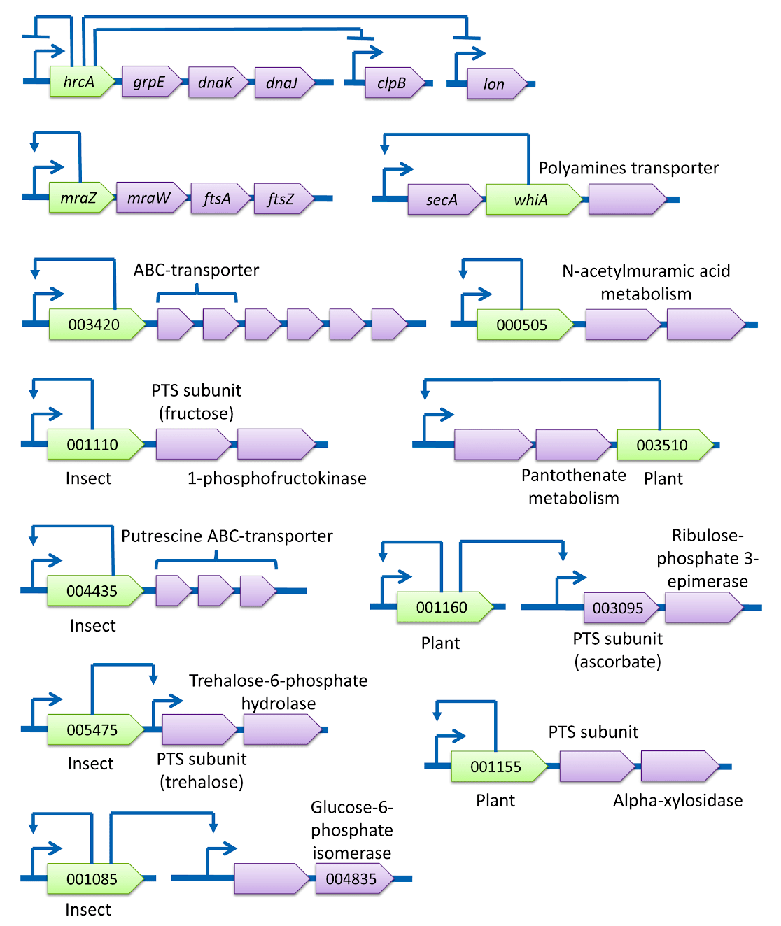 Сети регуляции транскрипции Spiroplasma melliferum