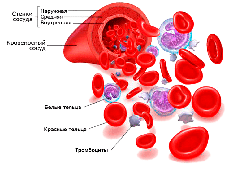 Форменные элементы крови и строение кровеносного сосуда