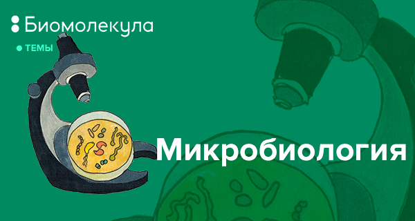 Микробиология | «Биомолекула»