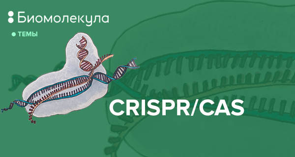 Биомолекула. Адаптивный иммунитет бактерий CRISPR/CAS. Биомолекула логотип. Вера Башмакова Биомолекула. Криспер.