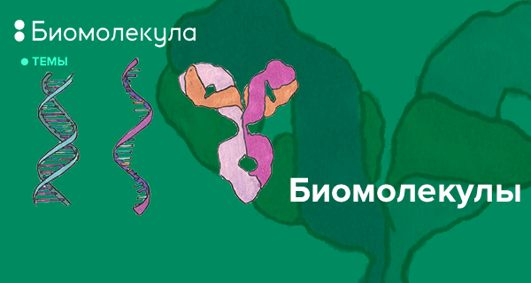 Биомолекула. Биомолекула ру. Биомолекула логотип. Малые биомолекулы это. Биомолекулы реферат.