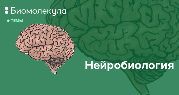 Как работает память нейробиология